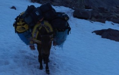 Our-DonkeyUlei-Stuck-2rs-390x245